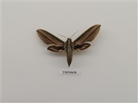 藏品(棕綠背線天蛾)的圖片